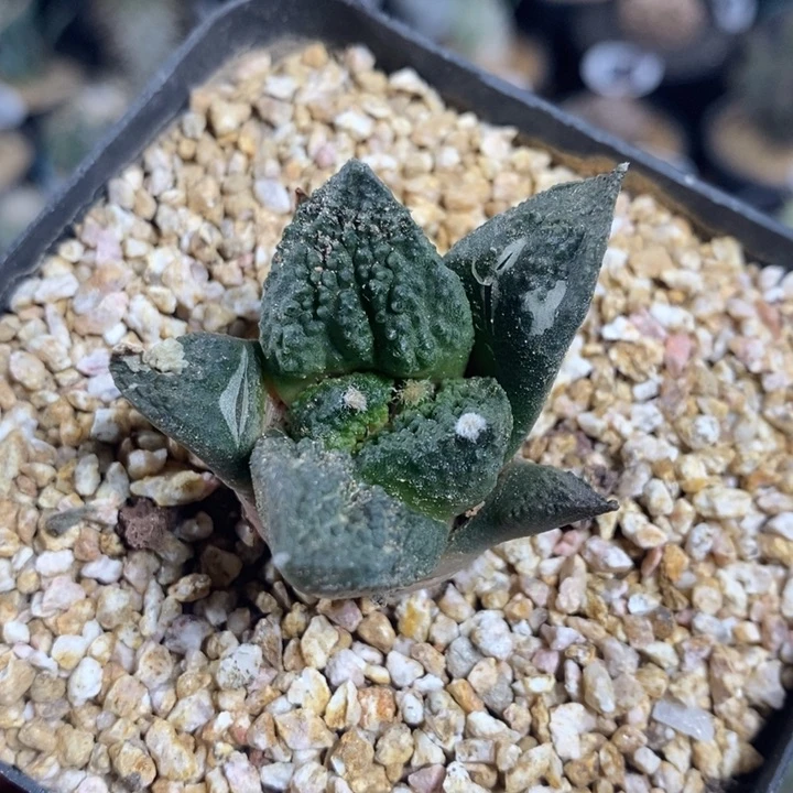 实生怒涛牡丹1061号4cm