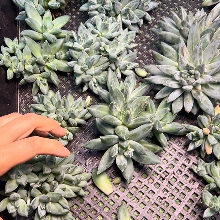 蔬**子美人杂交，一物一拍