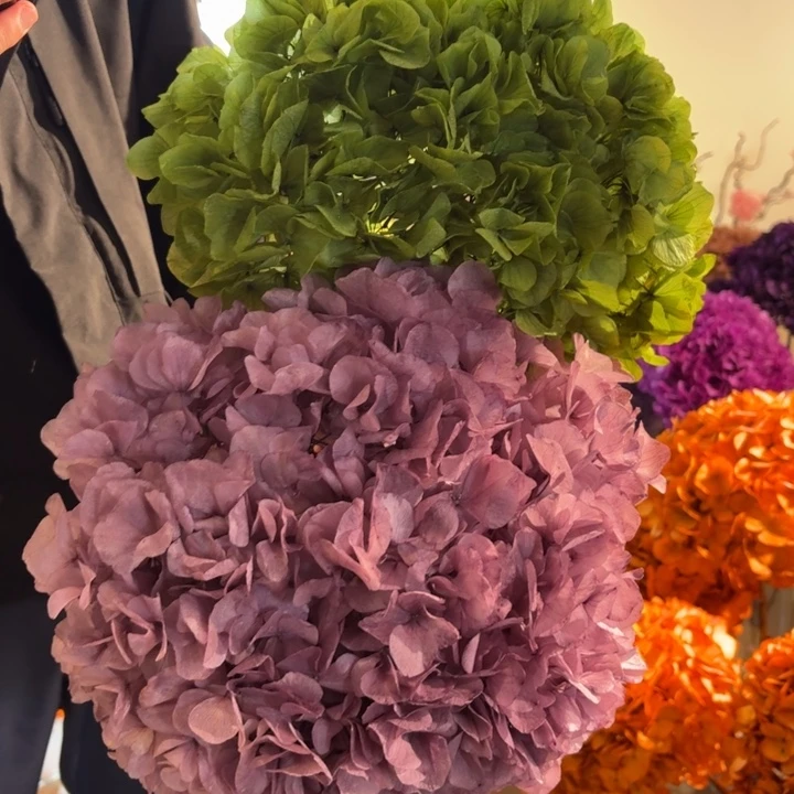 漂色永生大叶绣球2枝 豆沙绿，香芋紫