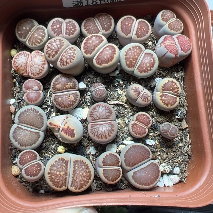 【闪购商品】 824。