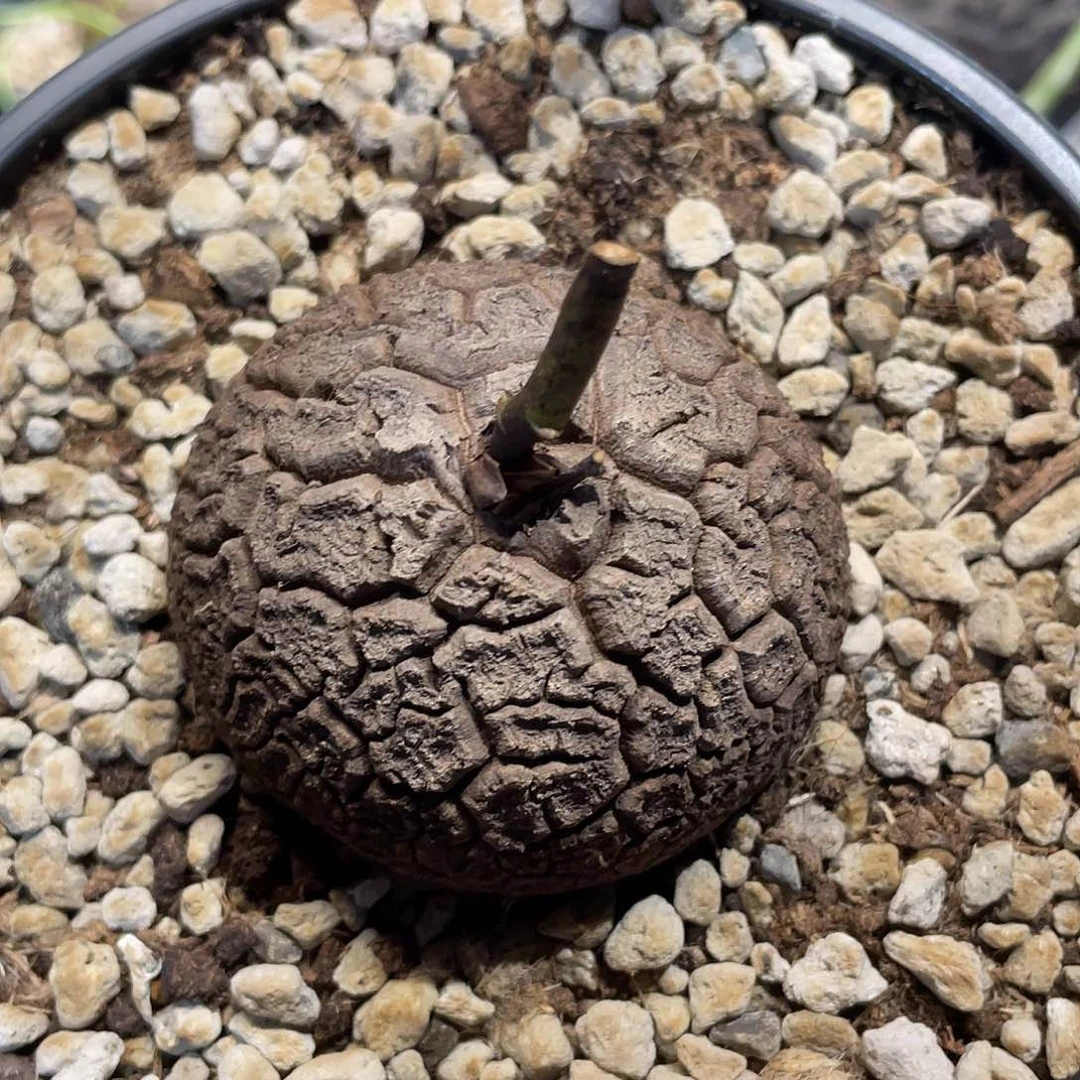 26龟甲龙不退不换