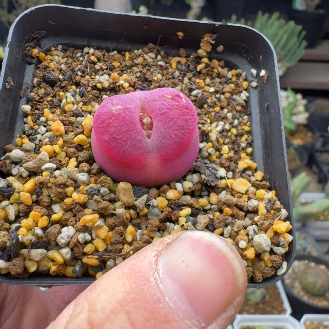 绊**盒红毛多肉。