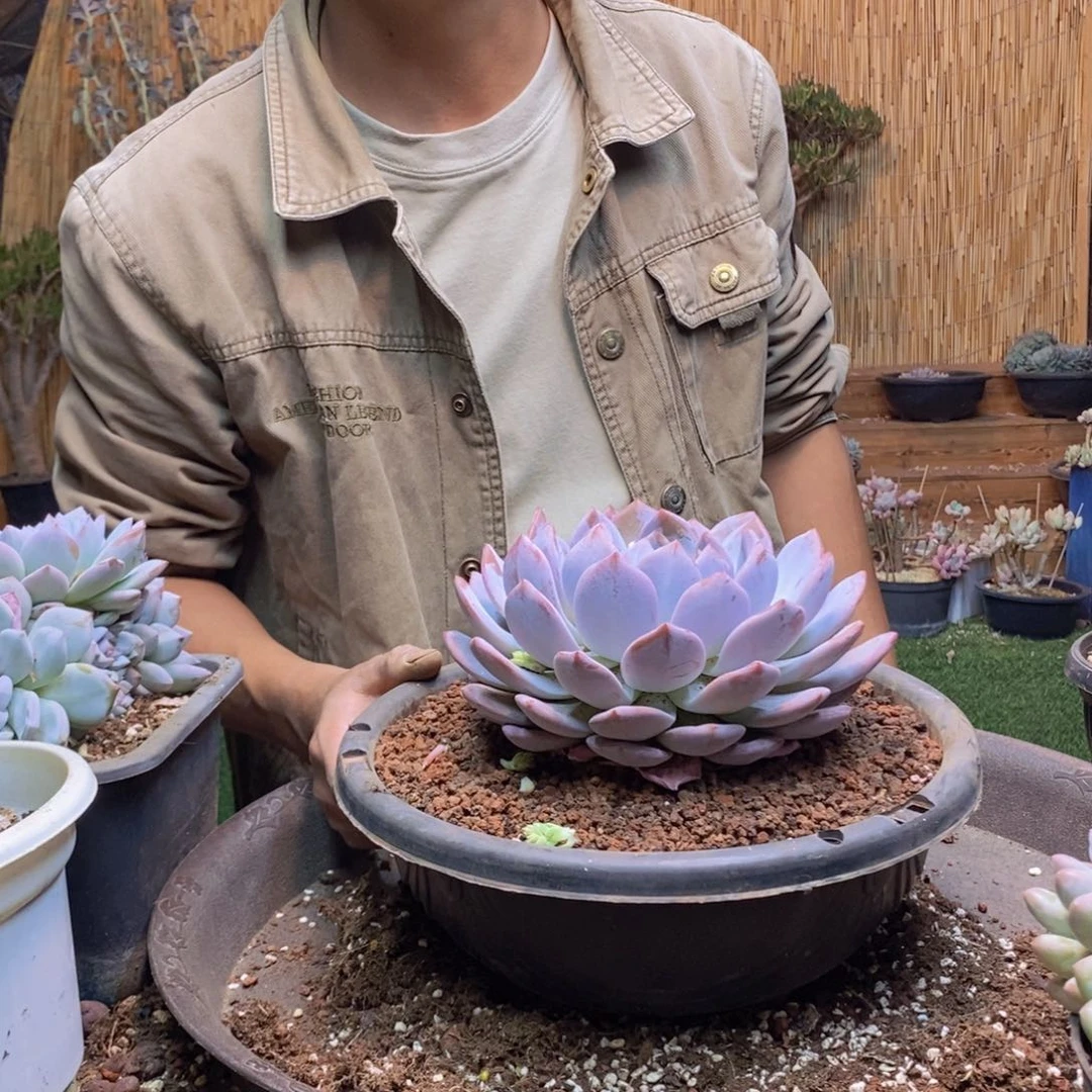 嗨*254号奶盖多肉