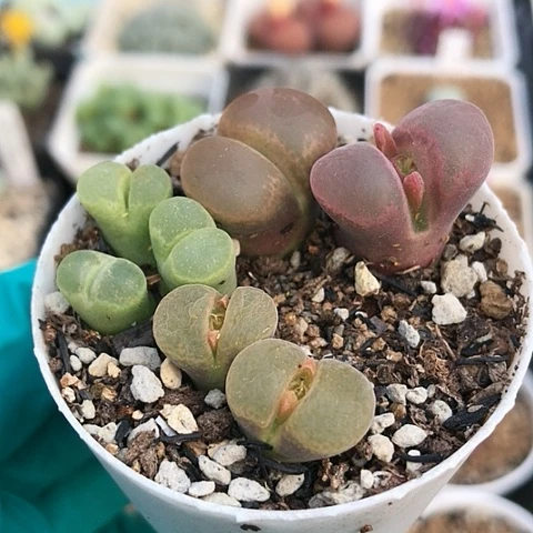 多肉肉锥 风铃一盆