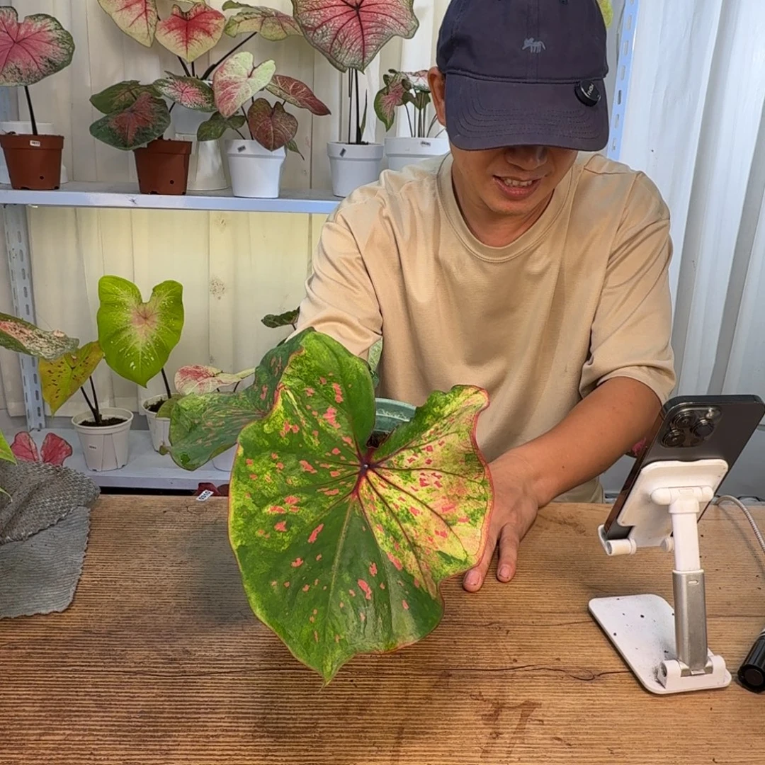 无花朵丹霞     0759