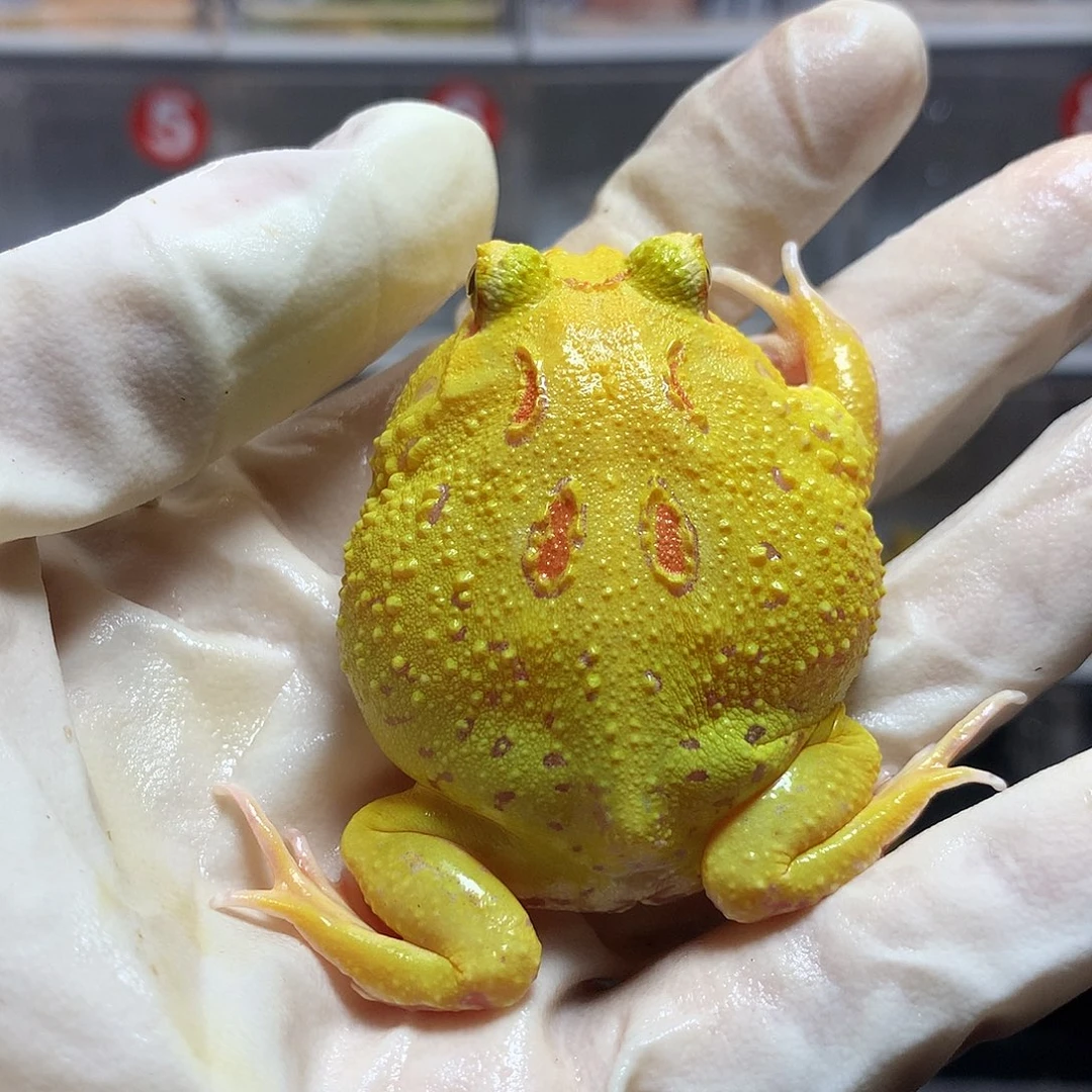 角蛙3114 皮卡丘角蛙