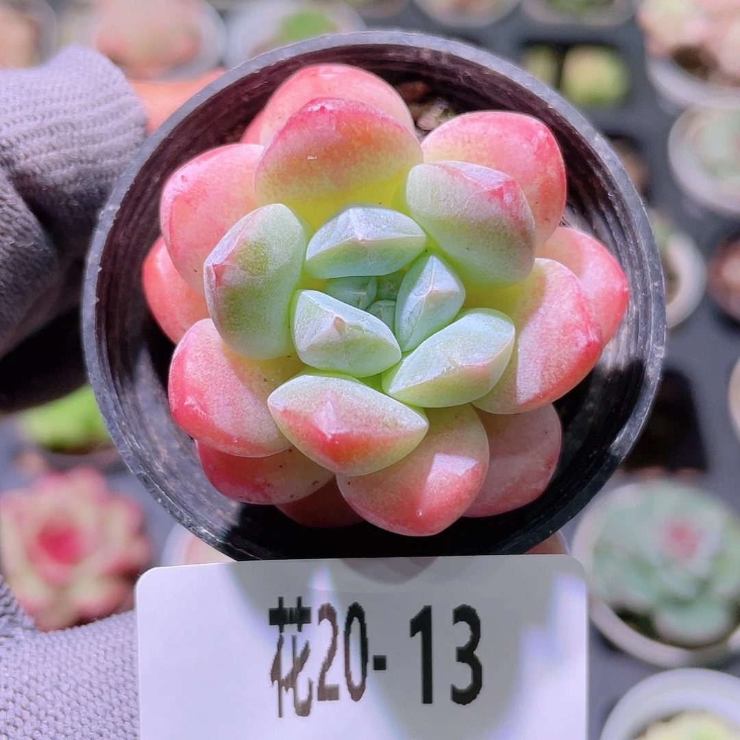 花利美20-13皓月