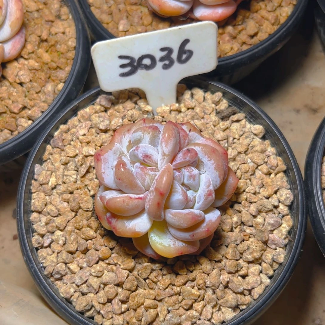 小***气橙梦露石化6公分左右3036号