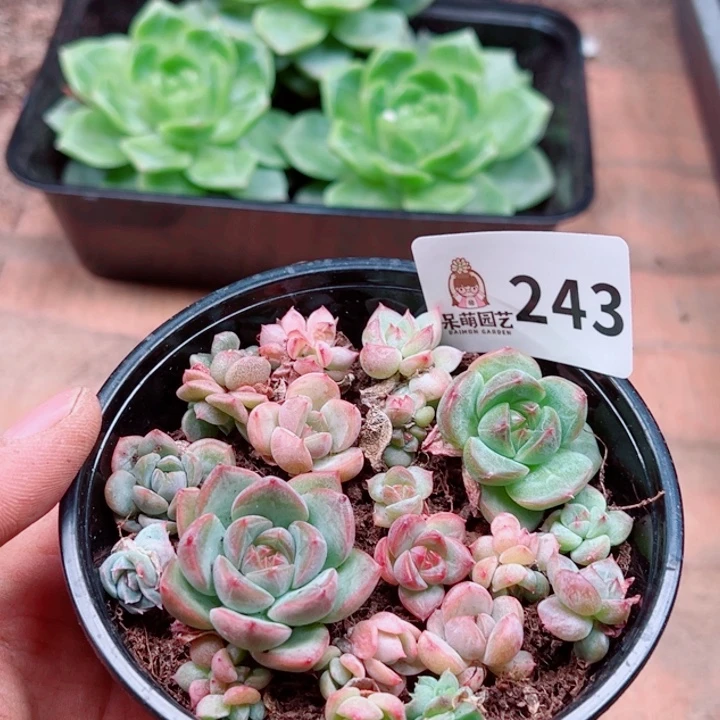多肉植物多肉植物
