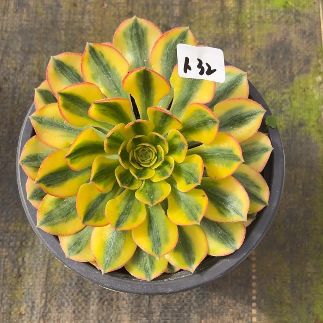 32太阳神多肉嘻嘻嘻