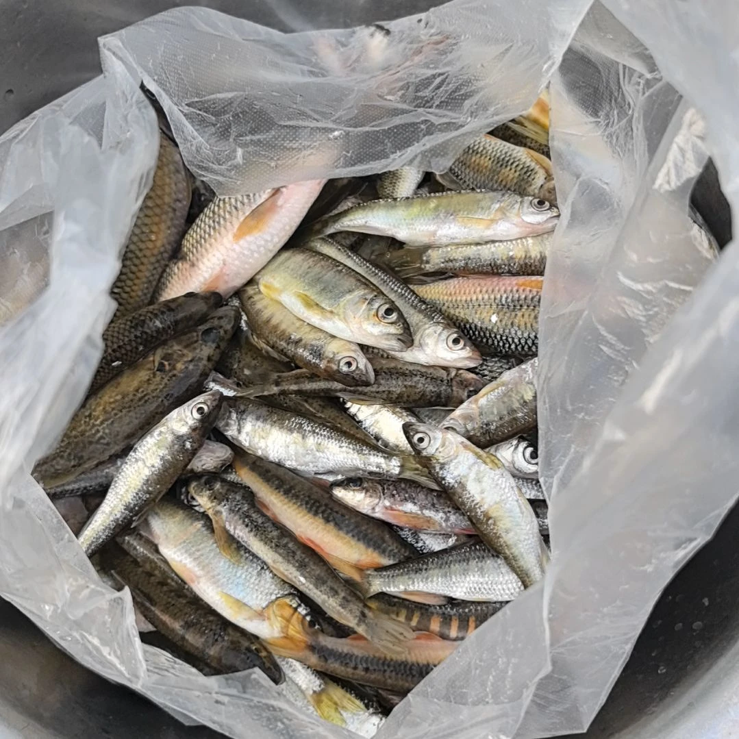 中国大陆36天食用农产品石台小李代购石班鱼3.4斤