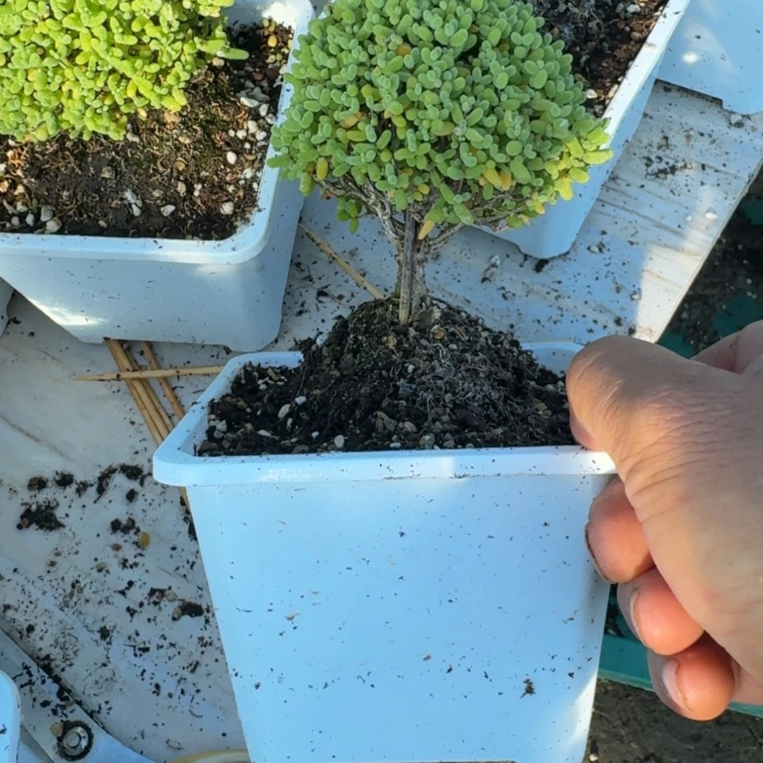 老桩金橘带盆带土发