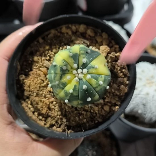 兜锦一物一拍实生4.3
