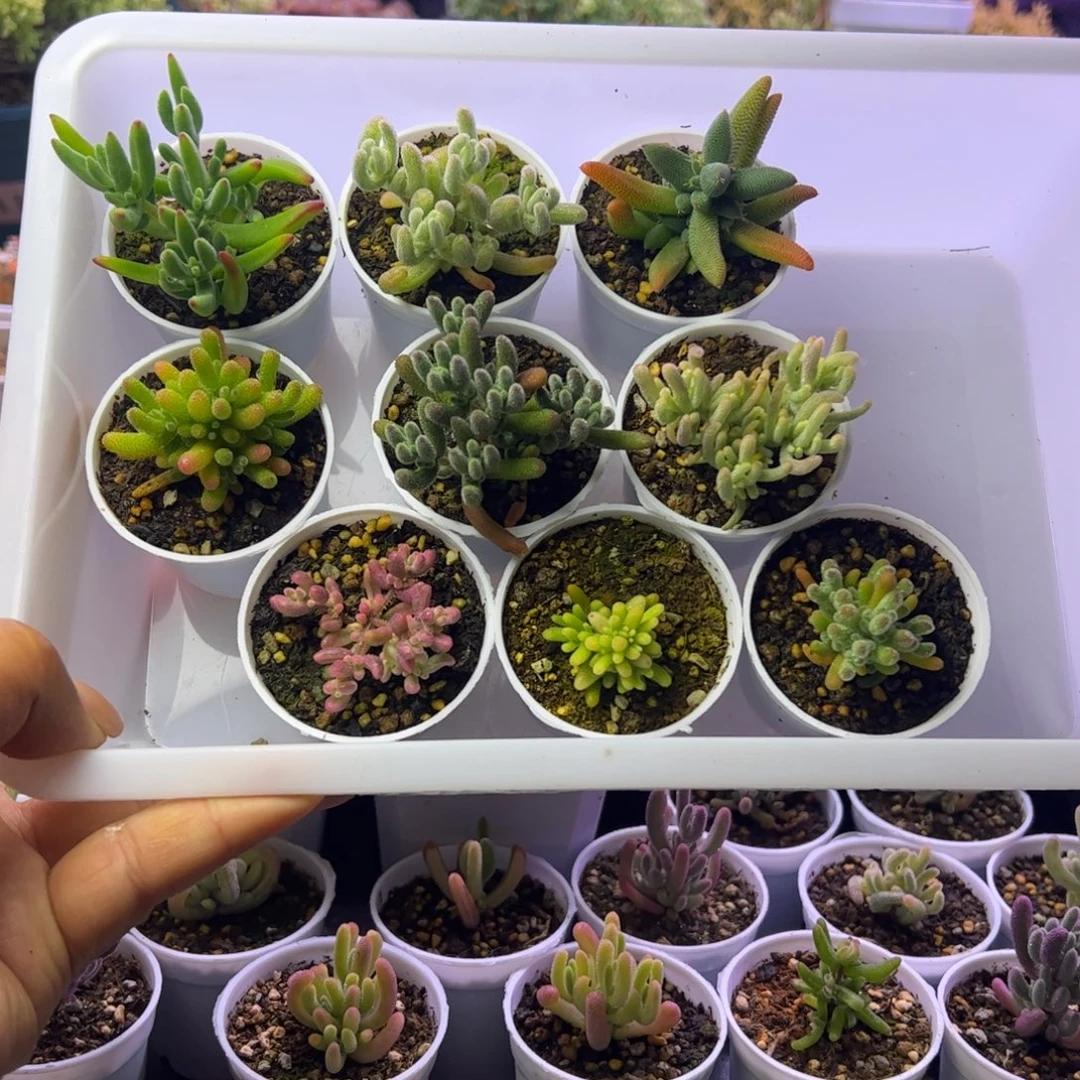 开播福利多肉植物枝干套组