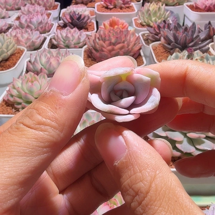 奶茶侧牙多肉植物