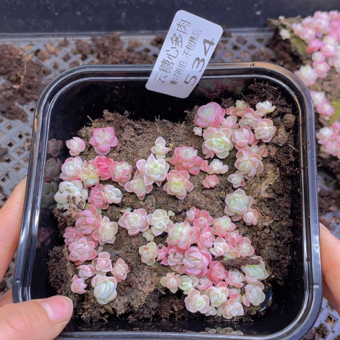 云糖心多肉植物534
