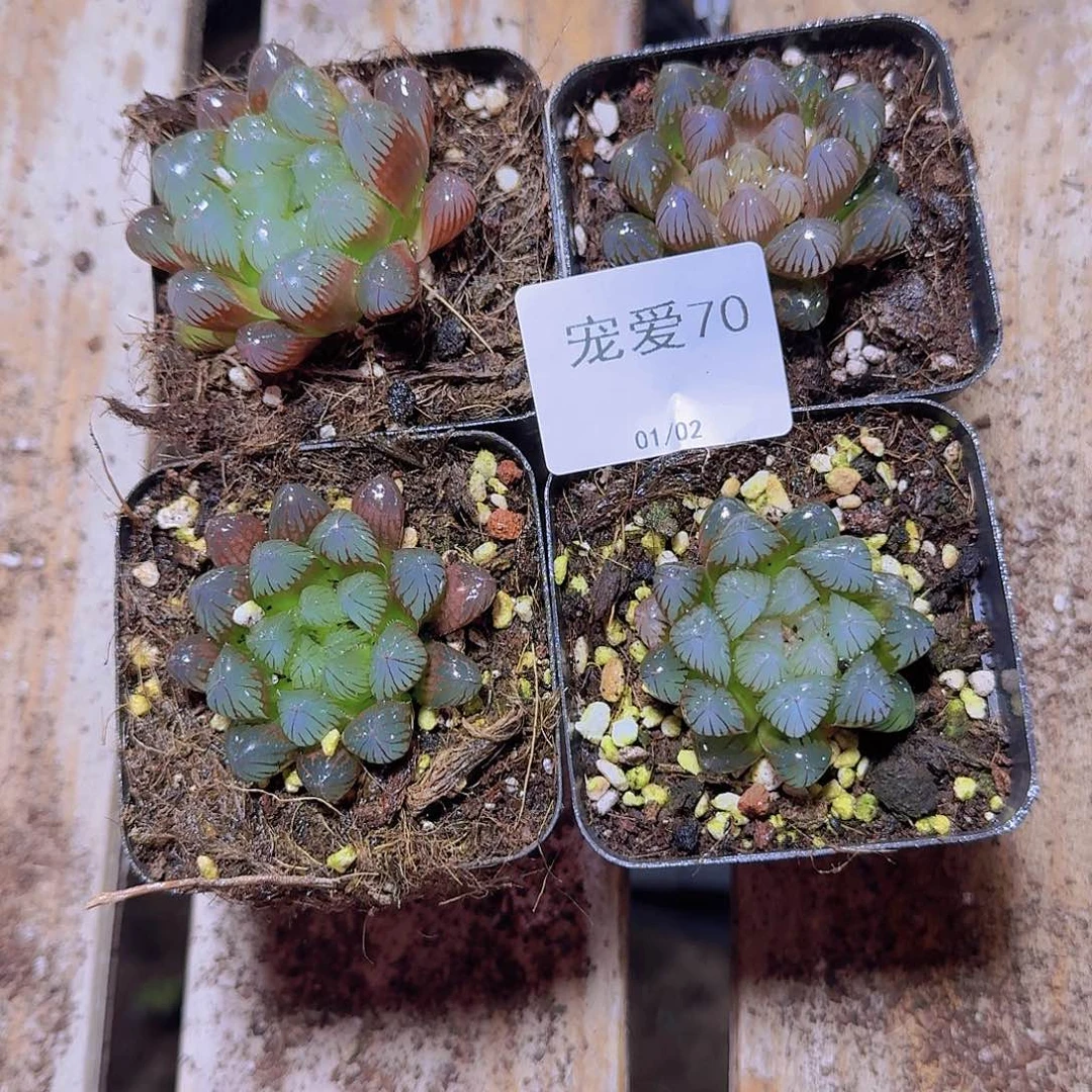 直播福利一物一拍70