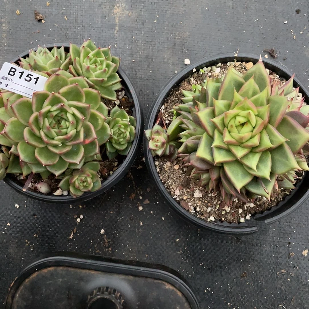 若如东云组拍B151