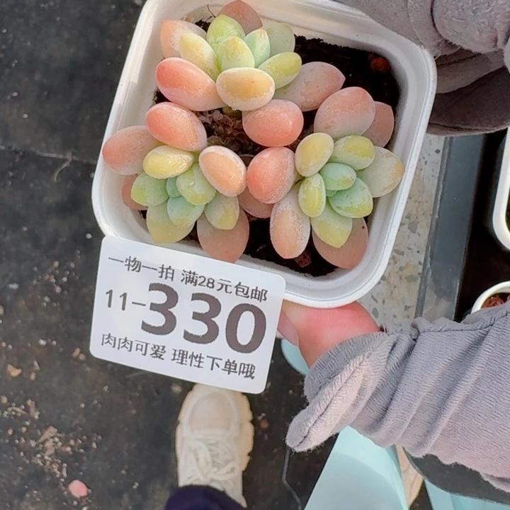 洛神无盆土发货无盆土无
