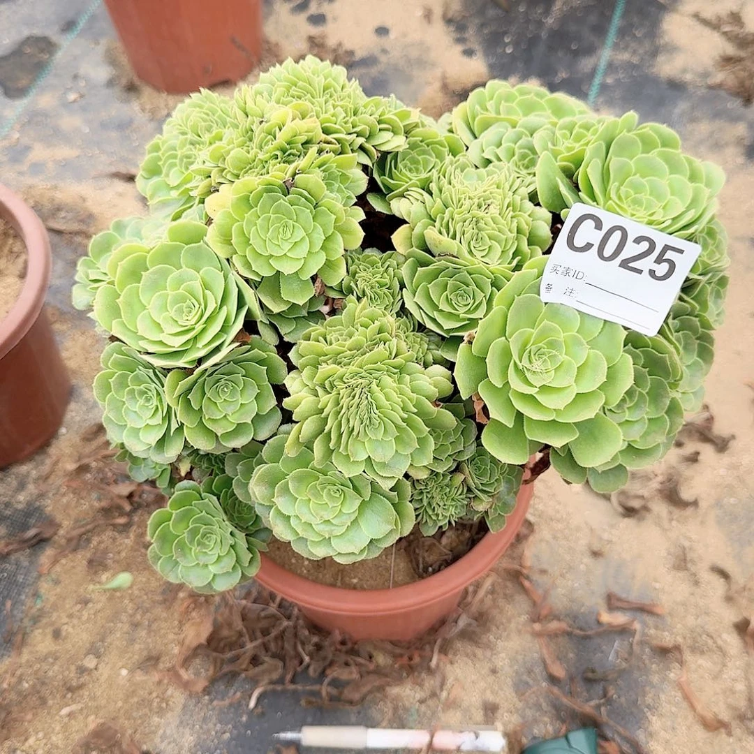 ℡****025绿缀朵朵一颗呀呀