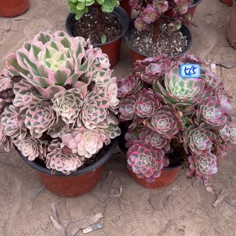 565多肉植物组合，