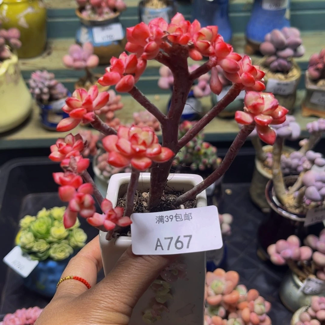 探戈767/8cm多肉