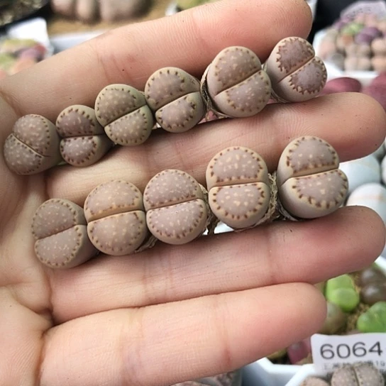 6217，如图粉色饼干1.3厘米左右