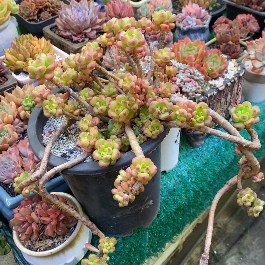 遇****燕遇见香格里拉多肉植物盆栽