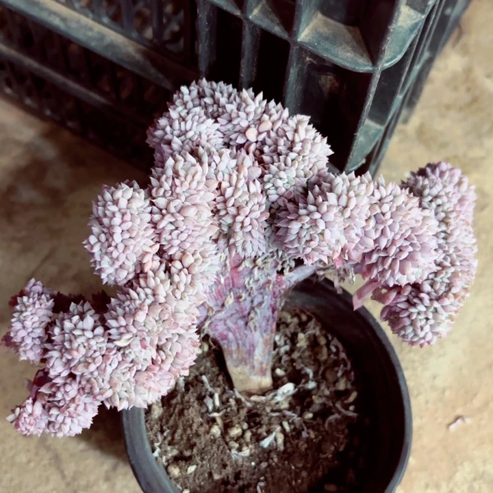 小蓝衣锦板缀化一