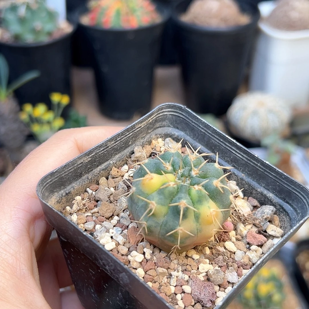 无花朵守殿玉锦实生