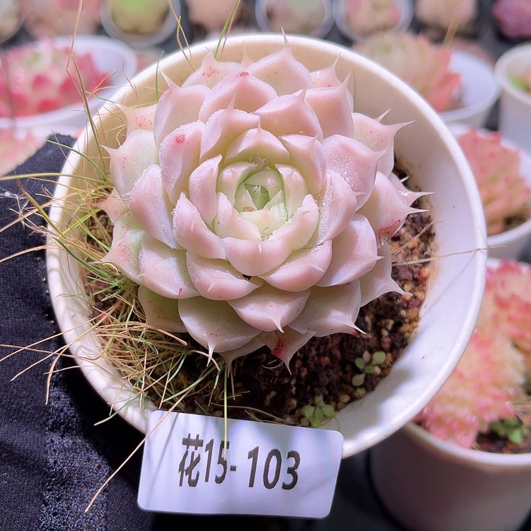 花利美15-103麦秆 瑕疵