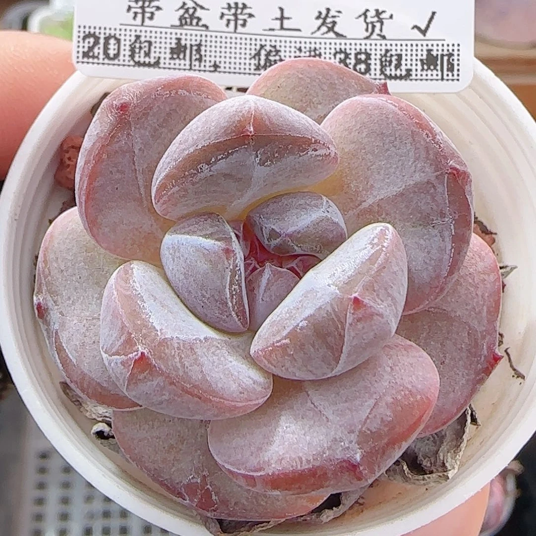多肉0928--90石榴籽星影