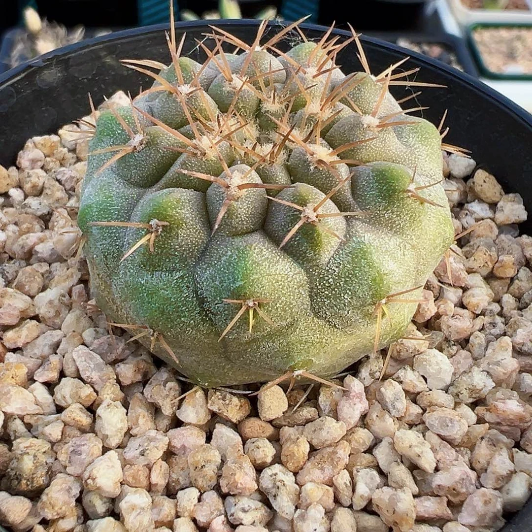 无花朵欧系孤龙丸 尺寸3.7cm