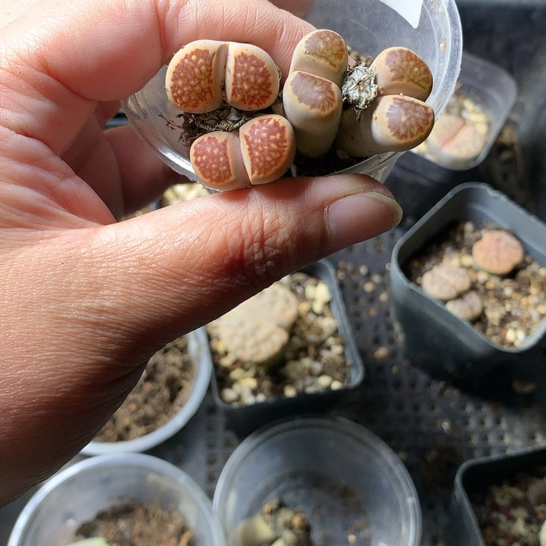 A28多肉植物保护研究所