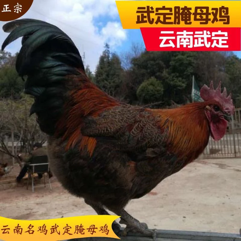 云南武定新鲜散养阉母鸡线母鸡地锅鸡梧桐山云南土鸡