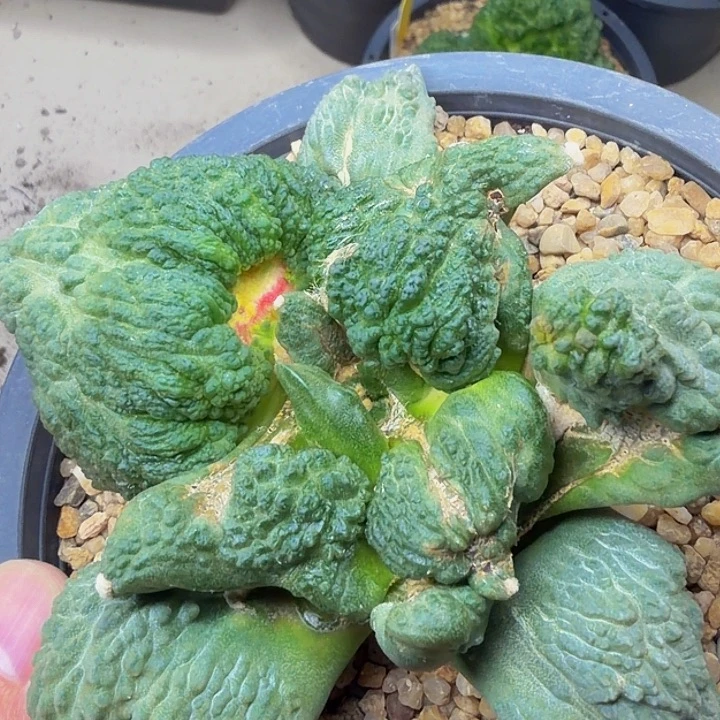 外星怒家的异形血哥