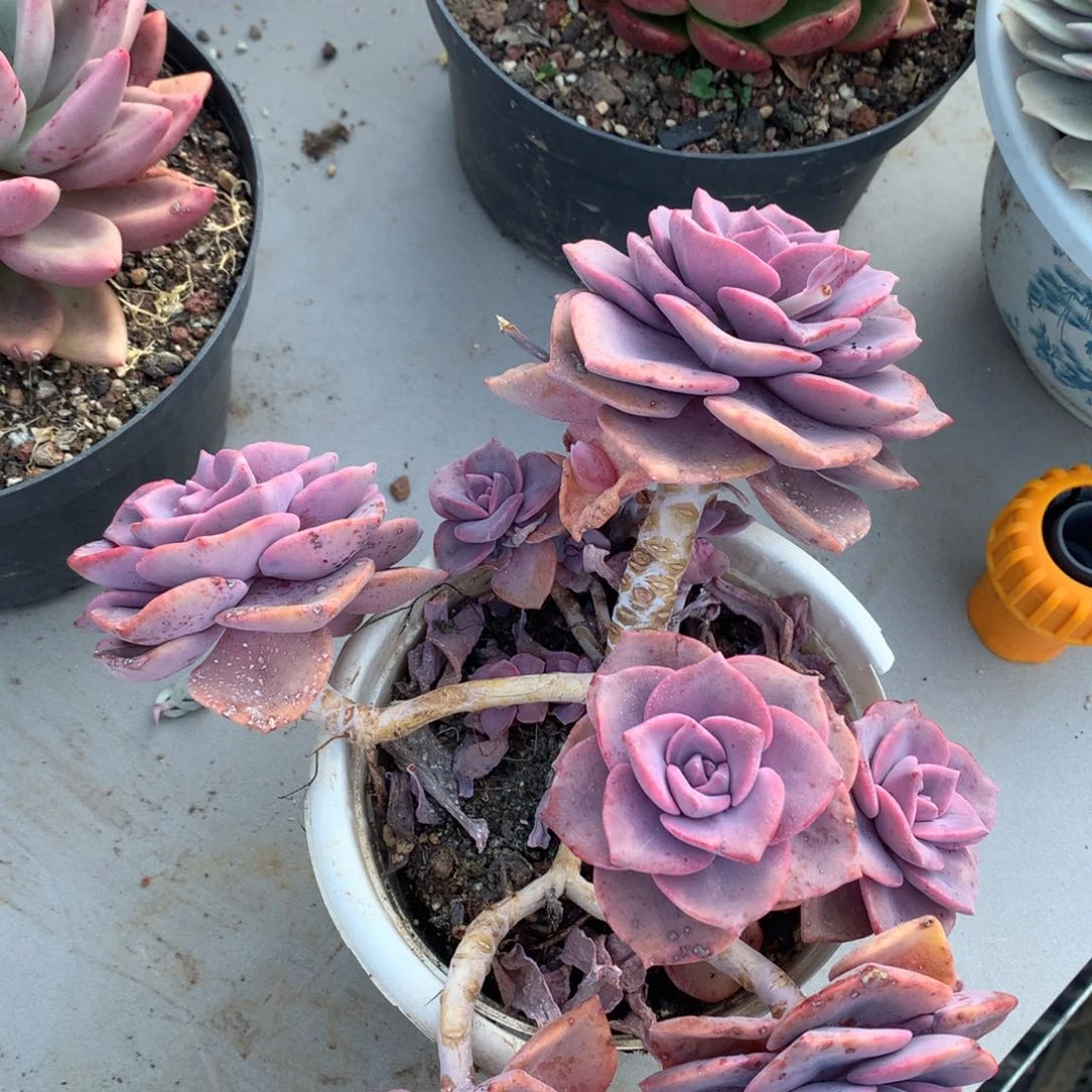 彩虹糖多肉一物一拍