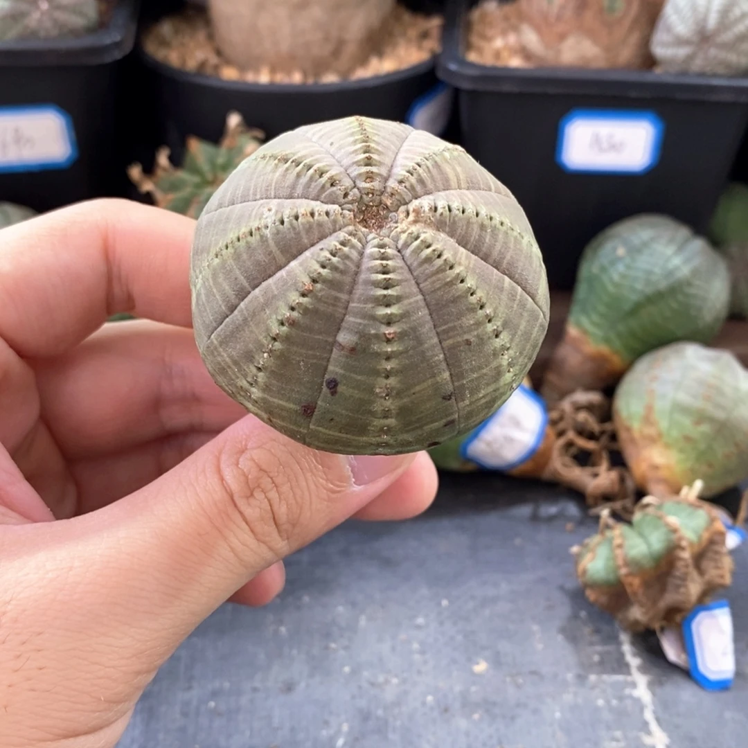25 欧系实生布纹球多肉植物