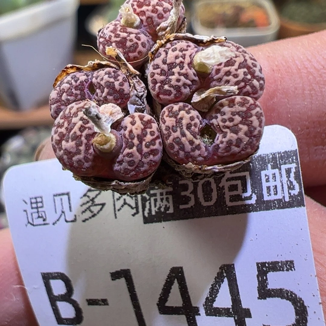 多肉植物111111111111