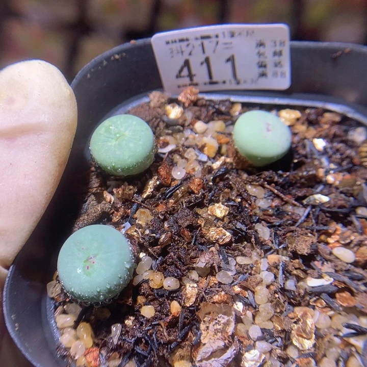 小****?精品生石花217.411