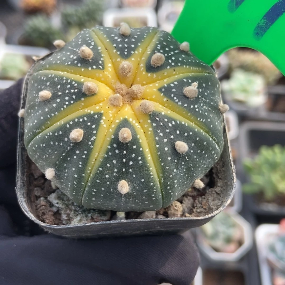791星蔸多肉植物多肉
