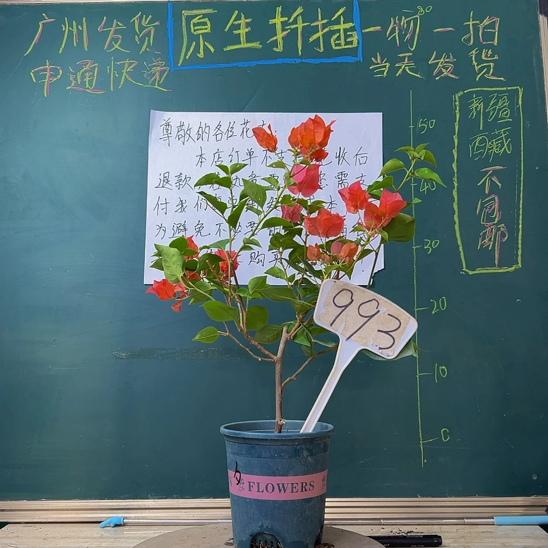 当前无花栽培后可以开花 暗绿夕阳红同株 993