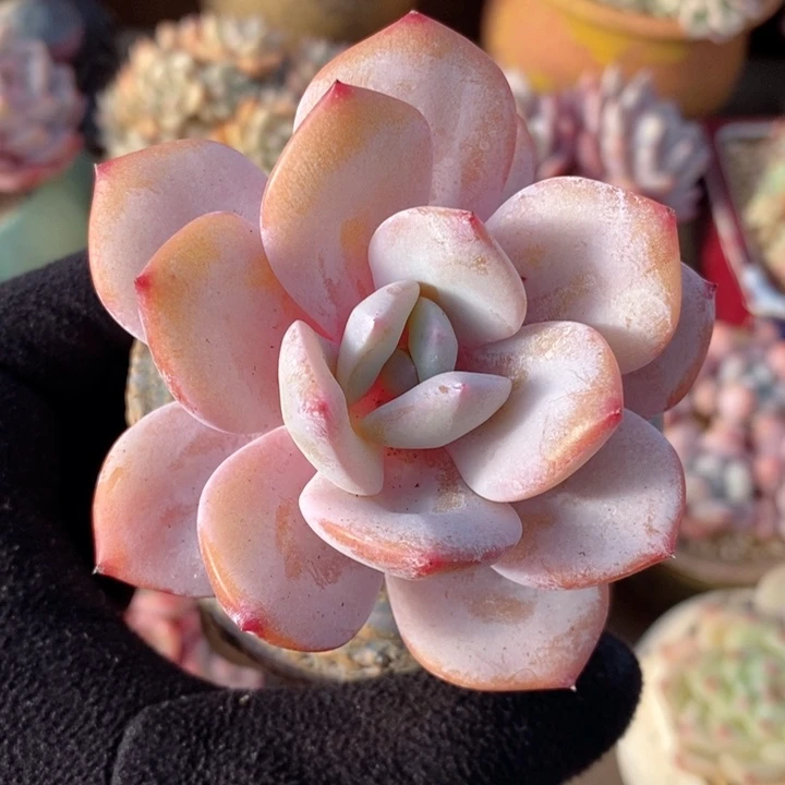 奶茶 韩货精品666