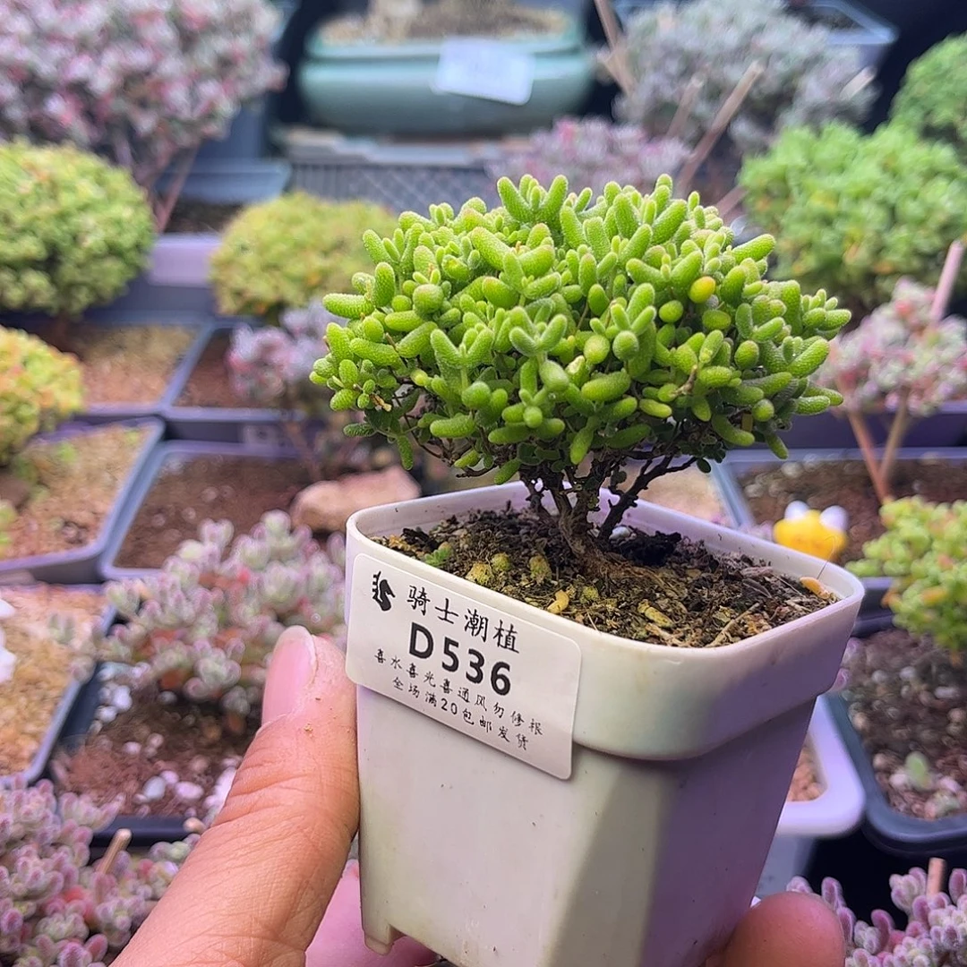 536蜜橘糖球可提根造型桩