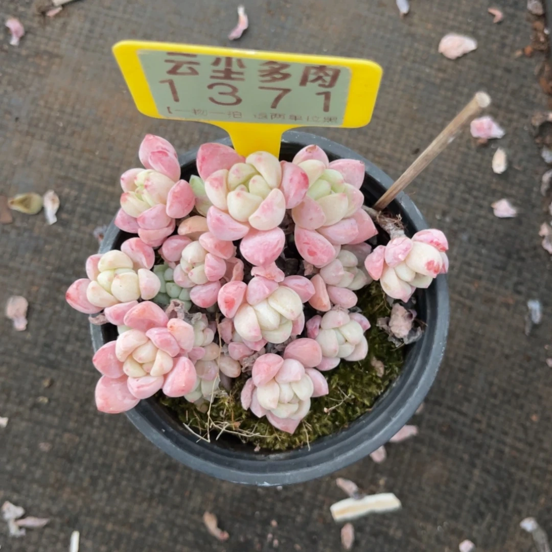 云尘多肉一物一拍1371