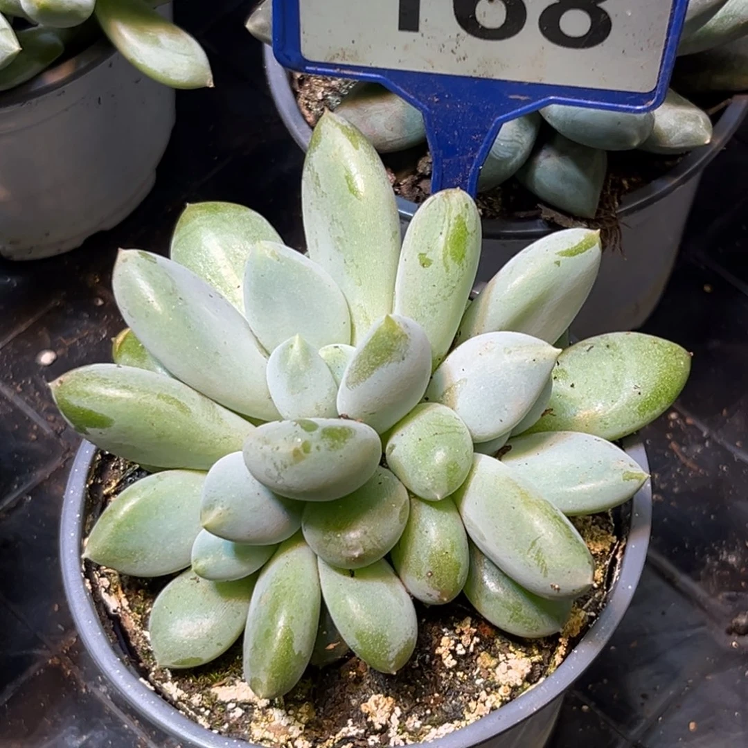 多肉植物胖体哥特168