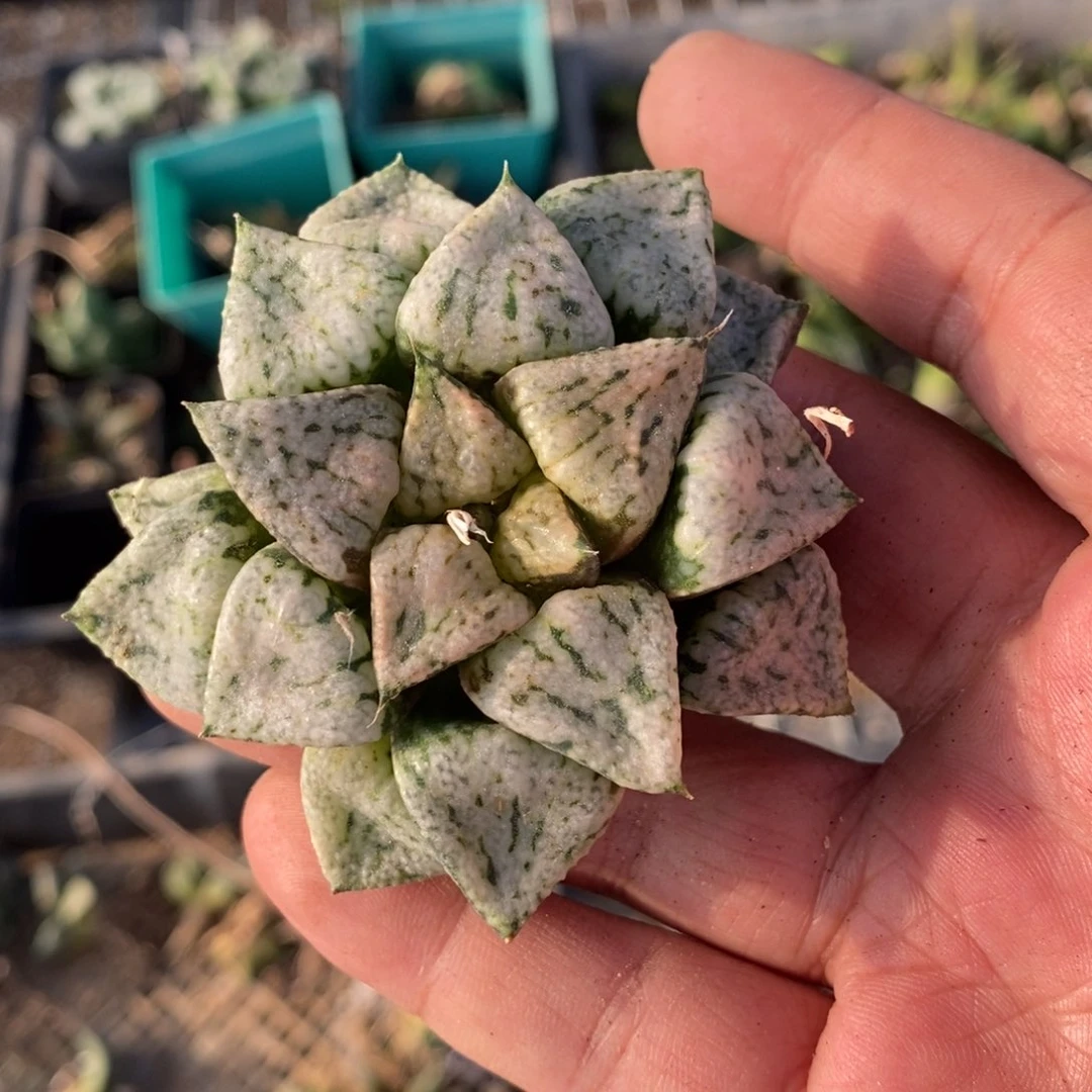 美*2457 一颗潘多拉魔盒锦 福利