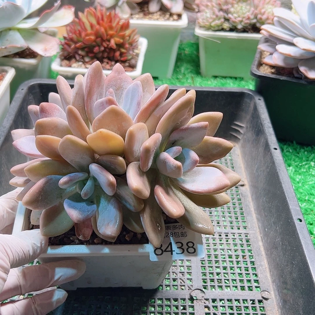 无花朵多肉一物一拍8438