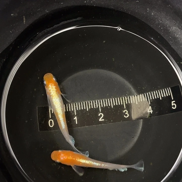 海水鱼10红白赤壁2.5cm