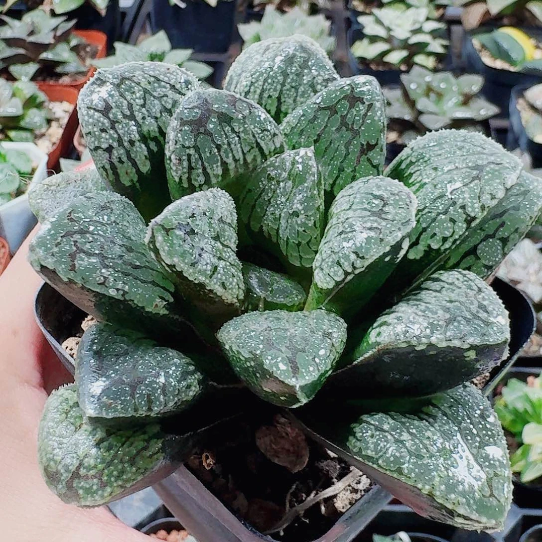 无花朵十二卷 魔多 母本 开播福利